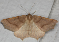 Prochoerodes truxaliata