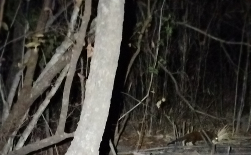 Marsh Mongoose