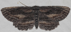 Aethaloida packardaria