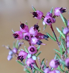 Erica filiformis