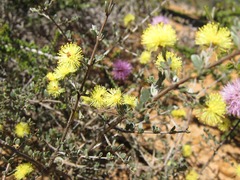 Melaleuca aurea