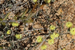 Melaleuca aurea