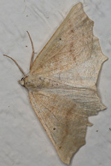 Prochoerodes truxaliata