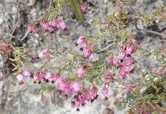 Erica filiformis