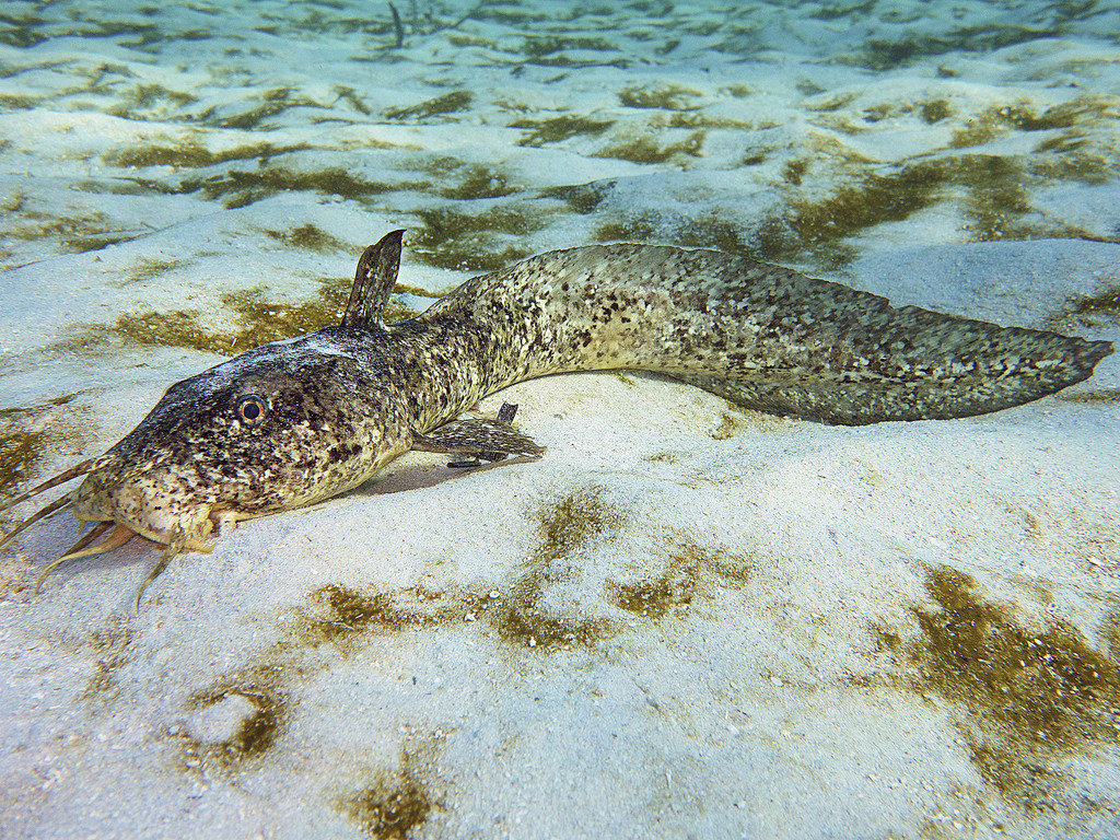 Estuary Cobbler (Fish of Coogee Beach) · iNaturalist