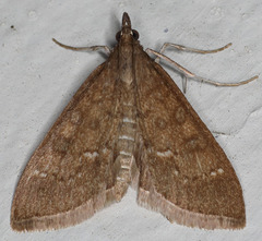 Mecyna
