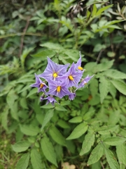 Solanum vernei, photograph Jiao Sun (孙娇), CC BY, iNaturalist via GBIF