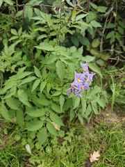 Solanum vernei, photograph Jiao Sun (孙娇), CC BY, iNaturalist via GBIF