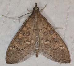 Mecyna mustelinalis