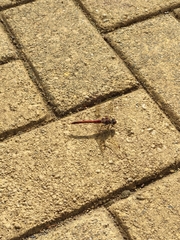 Sympetrum nigrifemur