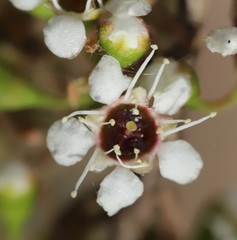 Kunzea phylicoides