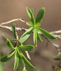 Kunzea phylicoides