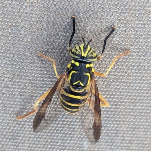 Eastern Hornet Fly photo 6