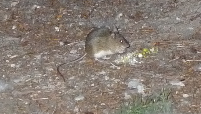 Northwestern Jumping Mouse (Zapus saltator)
