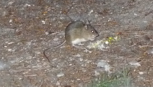 Northwestern Jumping Mouse (Zapus saltator) — Data Deficient Mammalia