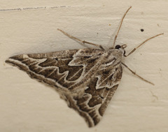 Plataea californiaria