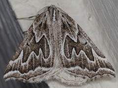 Plataea californiaria