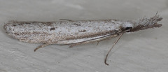Pleurota albastrigulella