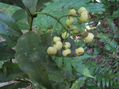 Psychotria dallachiana