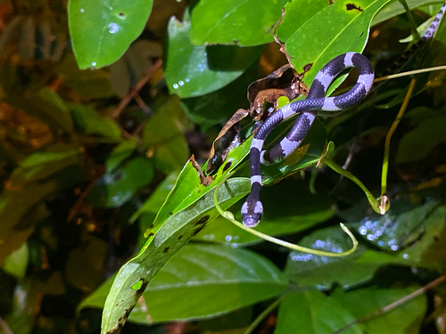 Blanford's Bridle Snake