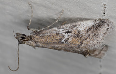 Alpheias transferens
