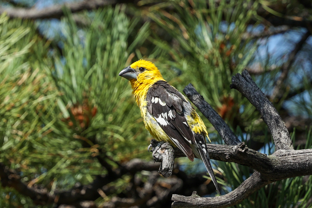 Northern Yellow Grosbeak