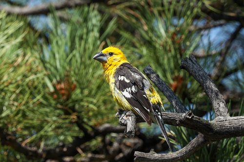 Northern Yellow Grosbeak