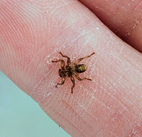 Unknown species found near East Rock, New Haven, CT, USA