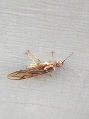 Oecophylla smaragdina