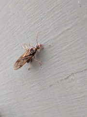Oecophylla smaragdina