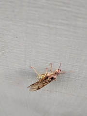 Oecophylla smaragdina