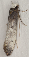 Tinea occidentella