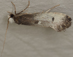 Tinea occidentella