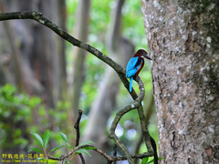 Halcyon smyrnensis fusca