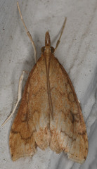 Udea profundalis