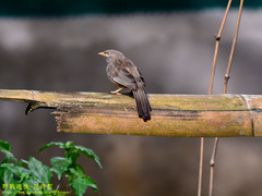 Argya affinis taprobanus