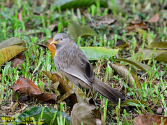 Argya affinis taprobanus