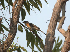 Myiagra cyanoleuca