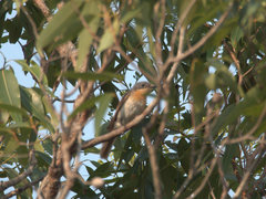 Myiagra cyanoleuca