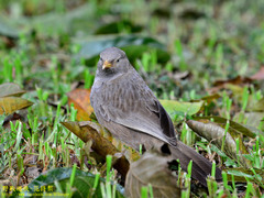 Argya affinis taprobanus