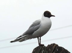 Chroicocephalus ridibundus