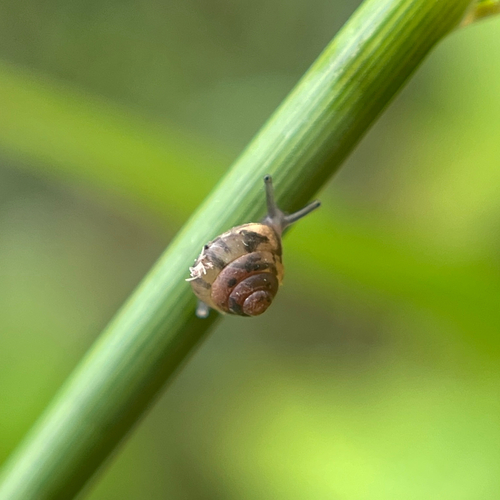 Kaliella barrakporensis, 2025-10-04