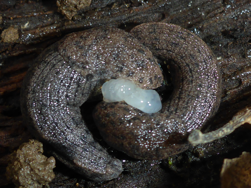 Westernslugs