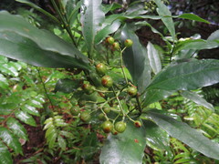 Psychotria dallachiana