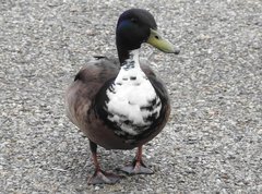 Anas platyrhynchos domesticus