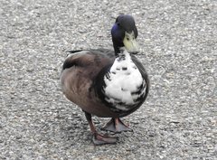 Anas platyrhynchos domesticus