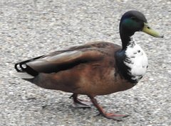 Anas platyrhynchos domesticus