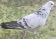 Columba livia domestica