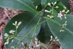 Psychotria dallachiana