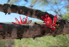 Dwarf Beaked Hakea (Hakea orthorrhyncha)